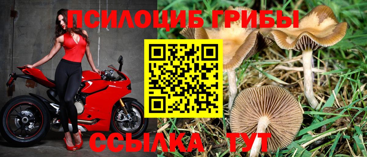 Псилоцибиновые грибы Psilocybine cubensis Донецк